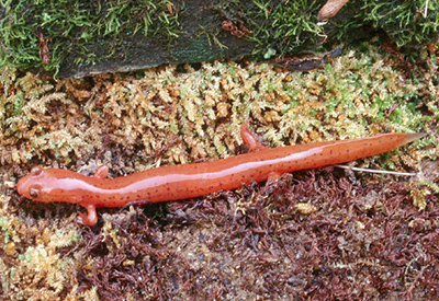 Kentucky Spring Salamander